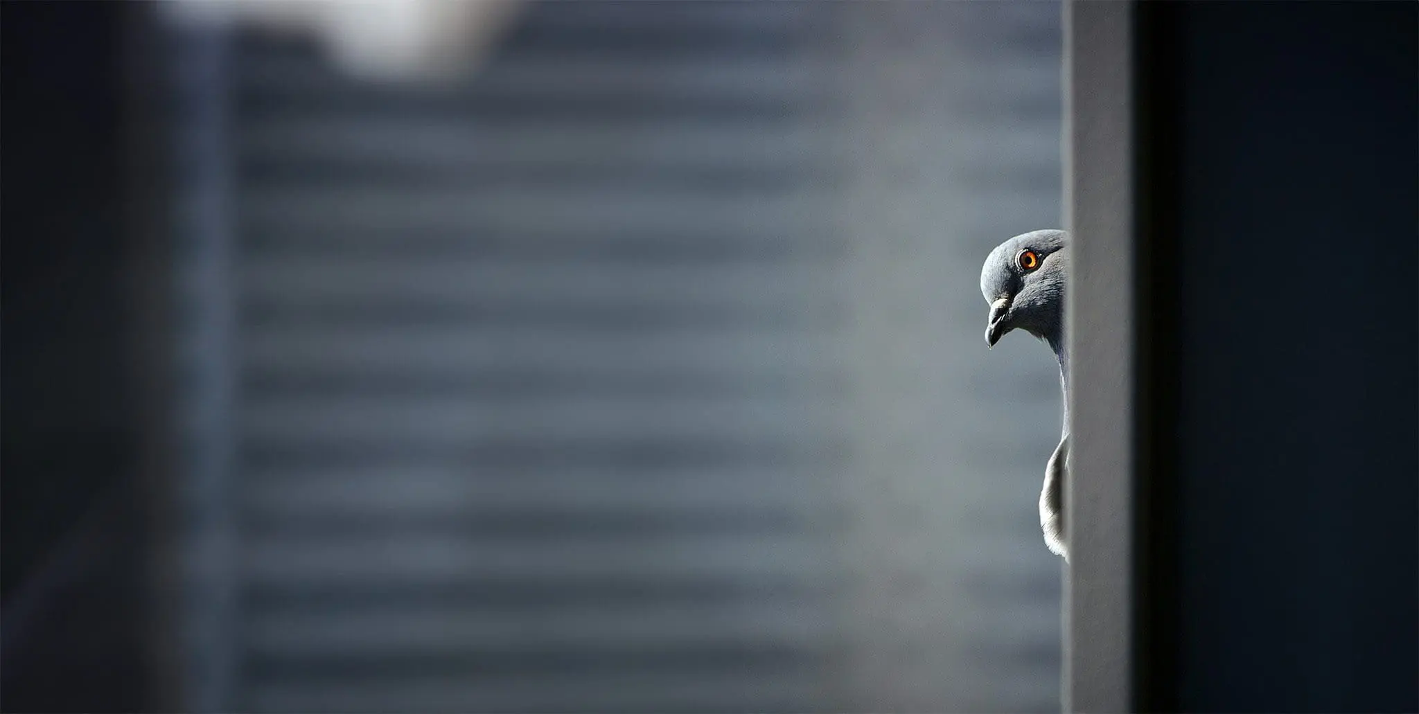 Grey and white bird. Foto: Sneha Cecil