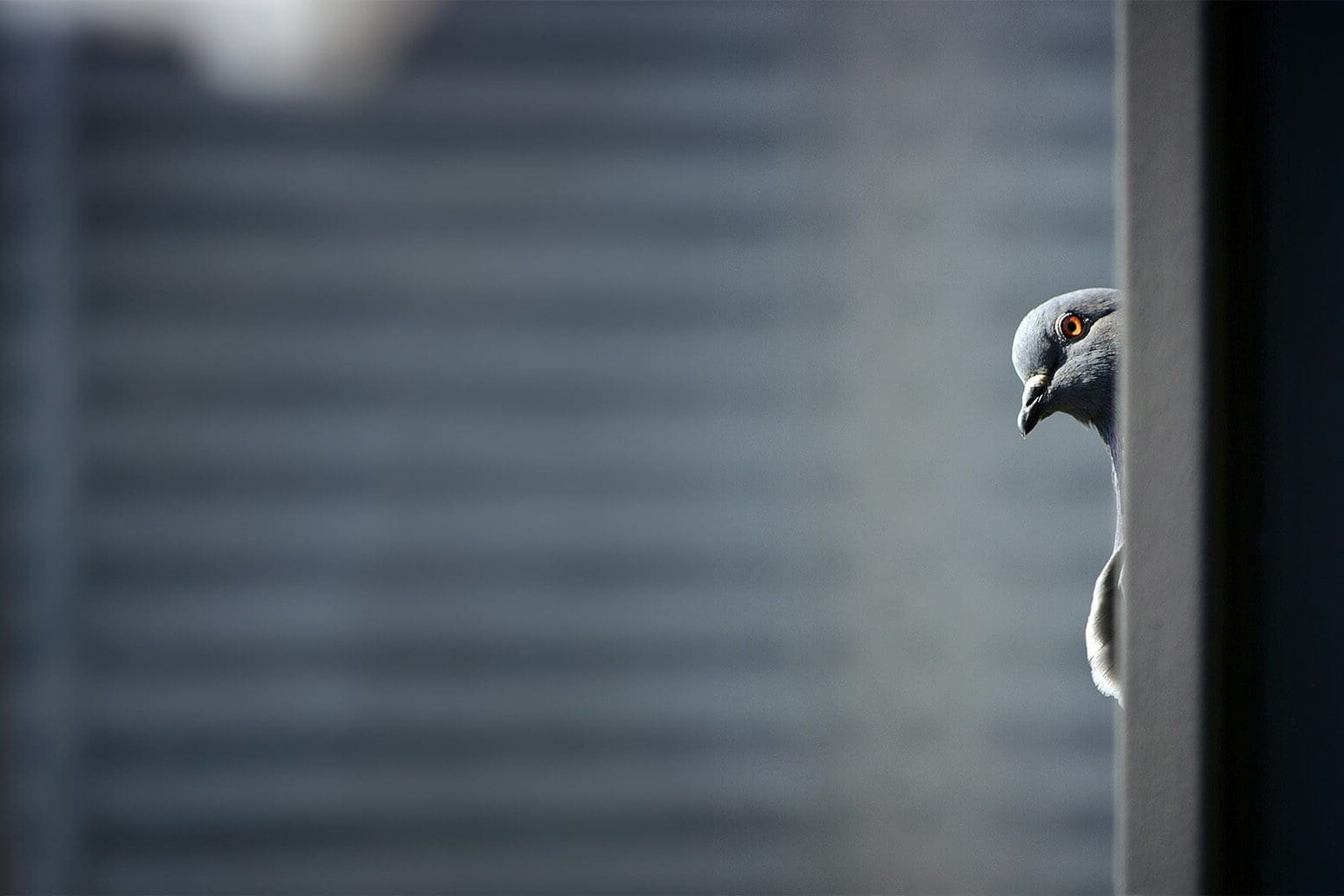 Grey and white bird. Foto: Sneha Cecil